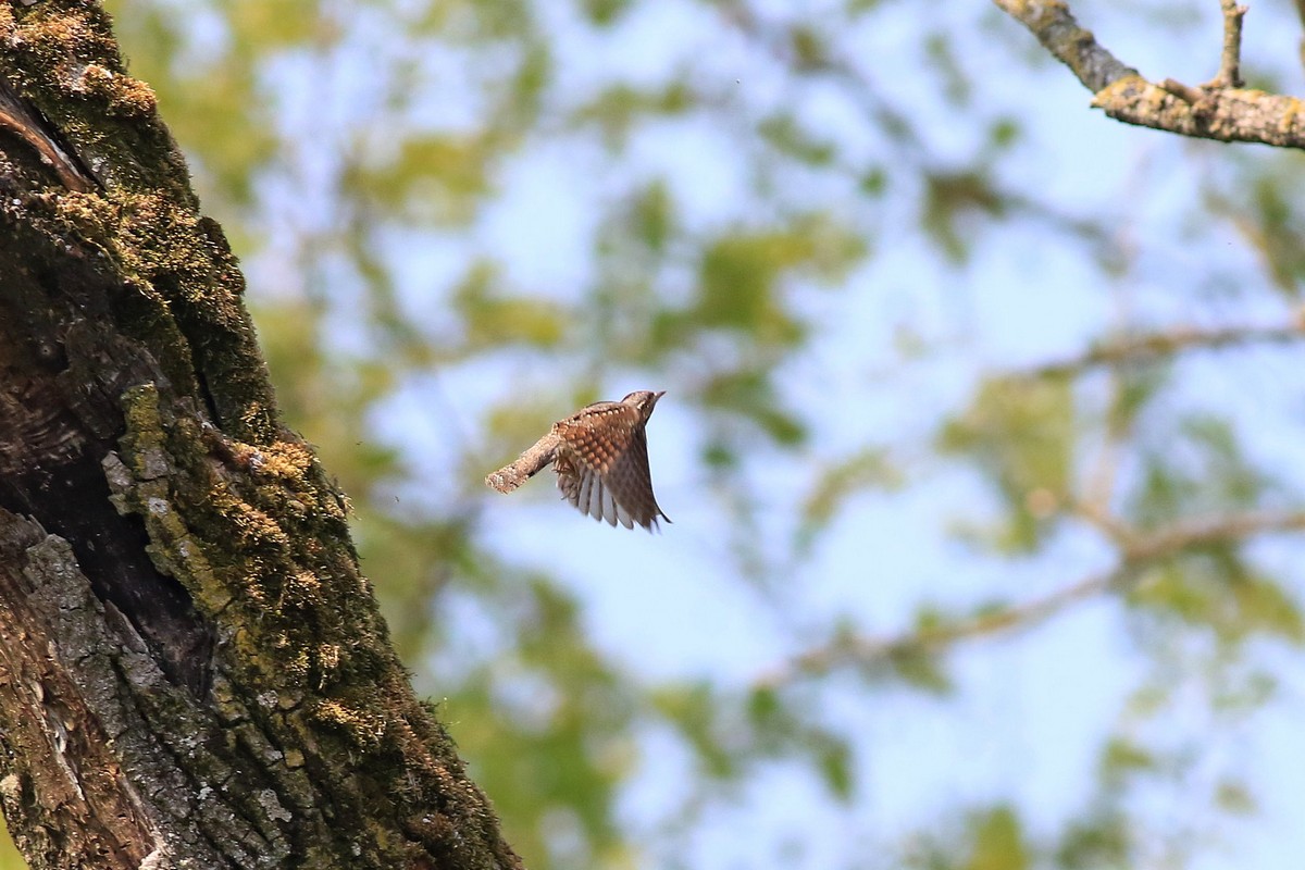 Ad ali spiegate, il sogno di Icaro.